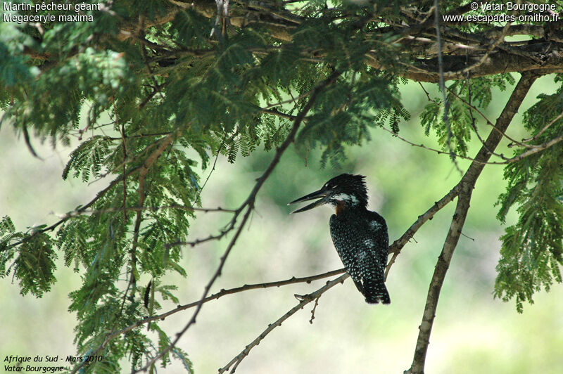 Giant Kingfisher