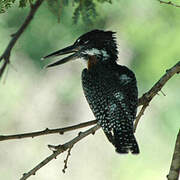 Giant Kingfisher