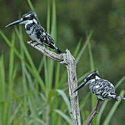 Pied Kingfisher