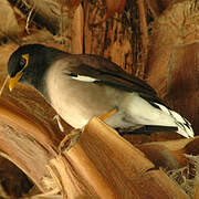 Common Myna