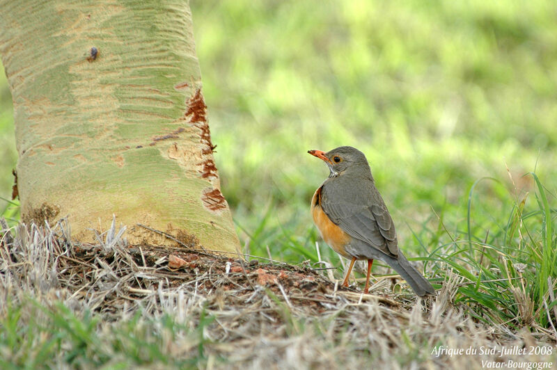 Kurrichane Thrush