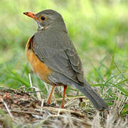 Kurrichane Thrush