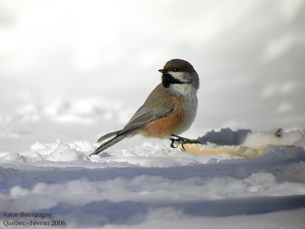 Mésange à tête brune