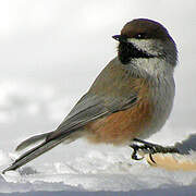 Boreal Chickadee