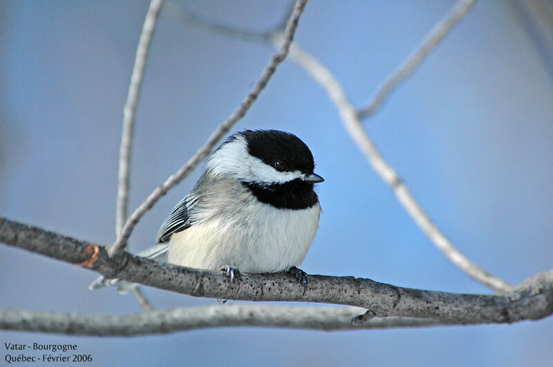 Mésange à tête noire