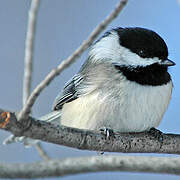 Black-capped Chickadee