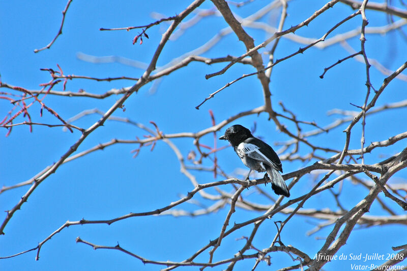Mésange nègre