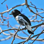 Southern Black Tit