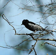 Southern Black Tit