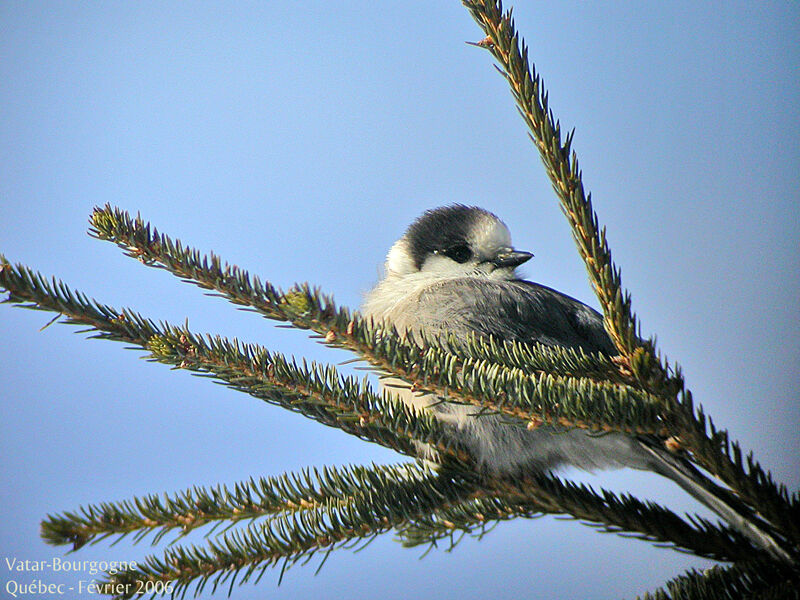 Grey Jay