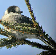 Grey Jay