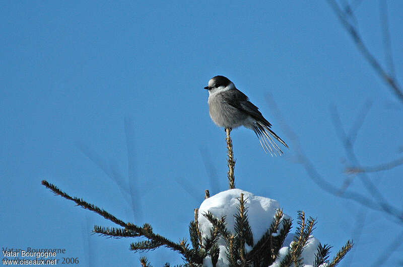 Grey Jay