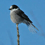 Grey Jay