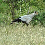 Secretarybird