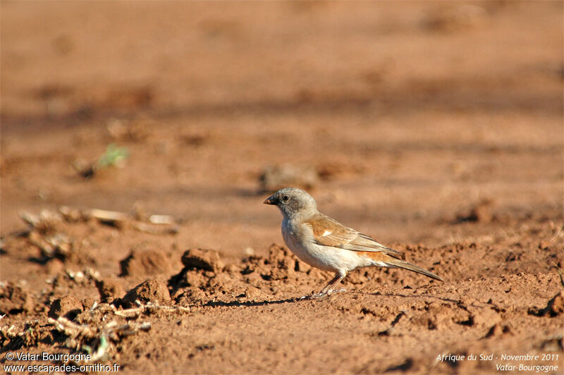 Southern Grey-headed Sparrow