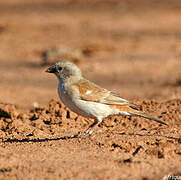 Moineau sud-africain