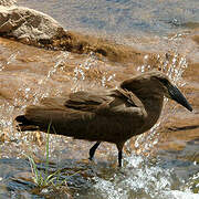 Hamerkop