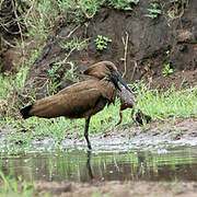 Hamerkop