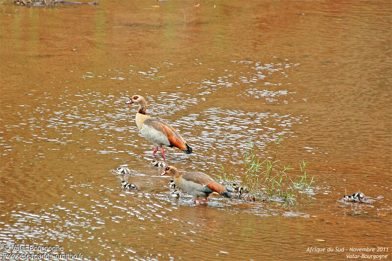 Egyptian Goose