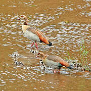 Egyptian Goose