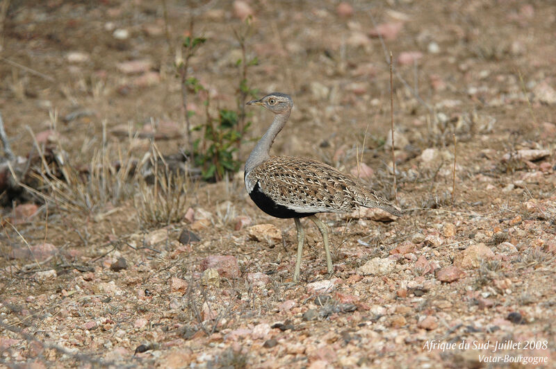 Red-crested Korhaan