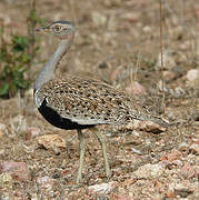 Red-crested Korhaan