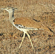 Kori Bustard