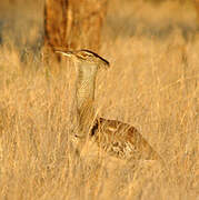 Kori Bustard