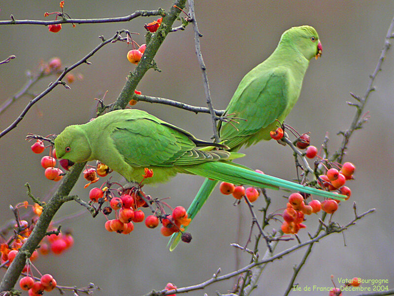 Rose-ringed Parakeet