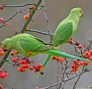 Rose-ringed Parakeet