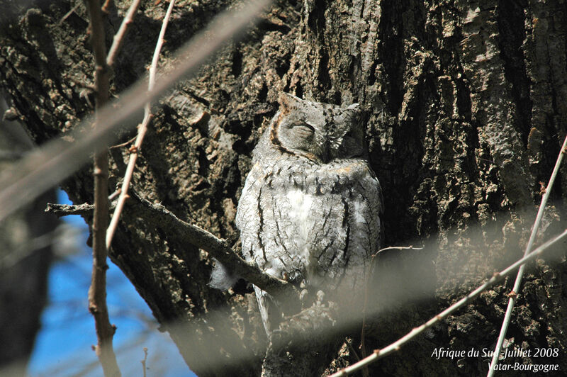 African Scops Owl