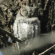 African Scops Owl