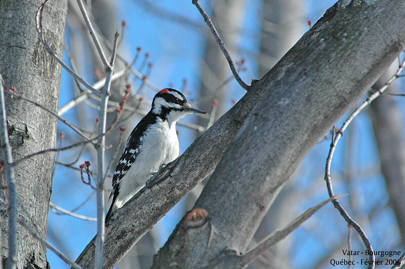 Hairy Woodpecker