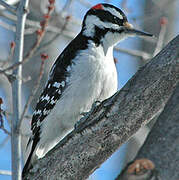 Hairy Woodpecker