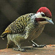 Bennett's Woodpecker