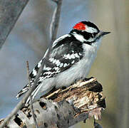 Downy Woodpecker