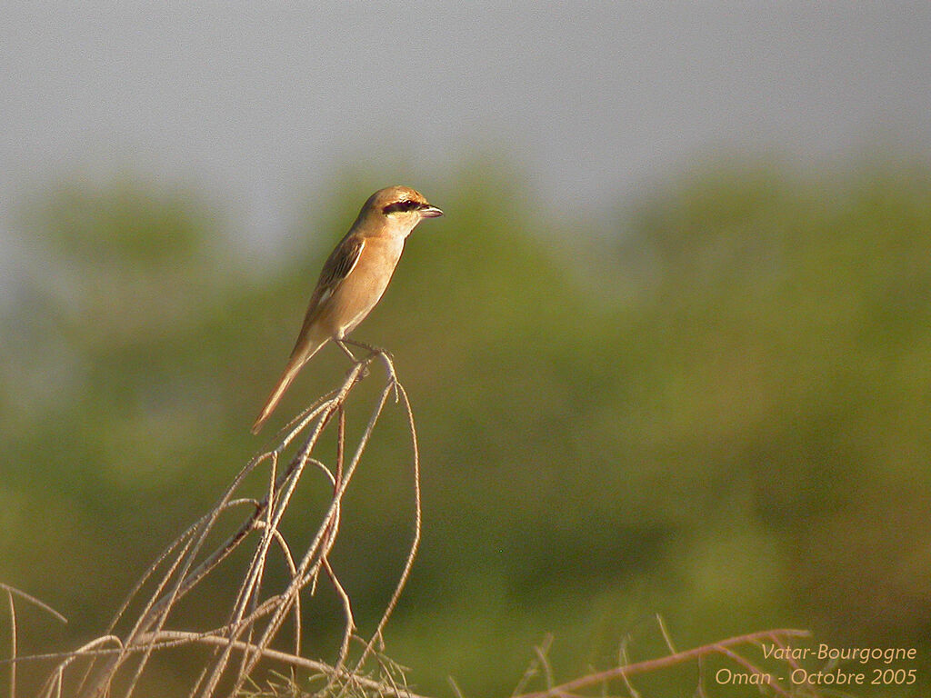 Red-tailed Shrike