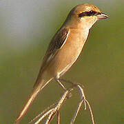 Red-tailed Shrike