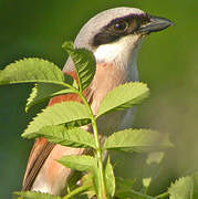 Red-backed Shrike