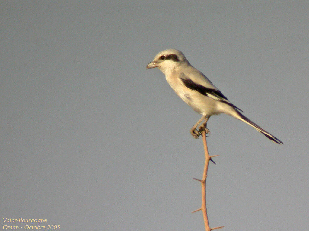 Great Grey Shrike