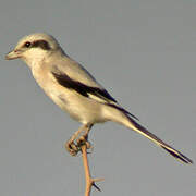 Great Grey Shrike