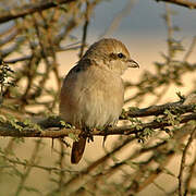 Isabelline Shrike