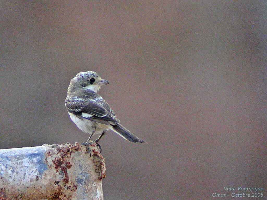 Masked Shrike