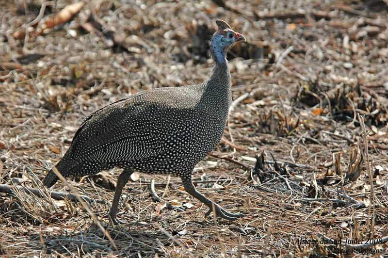 Helmeted Guineafowl