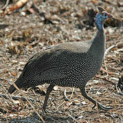 Helmeted Guineafowl