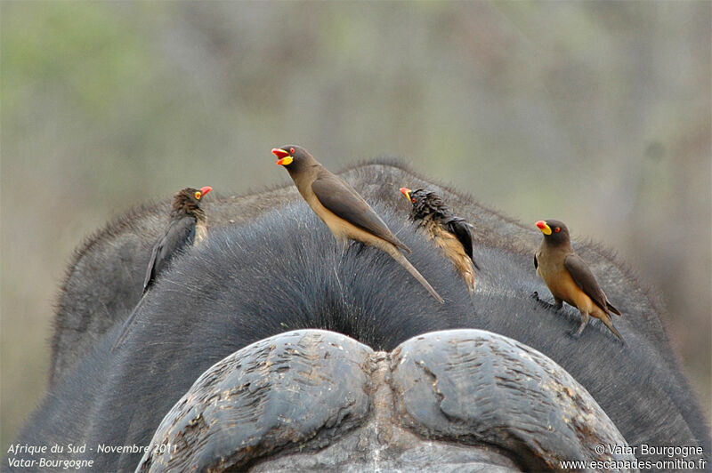 Yellow-billed Oxpecker