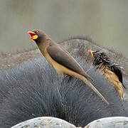 Yellow-billed Oxpecker