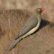 Red-billed Oxpecker