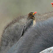 Red-billed Oxpecker