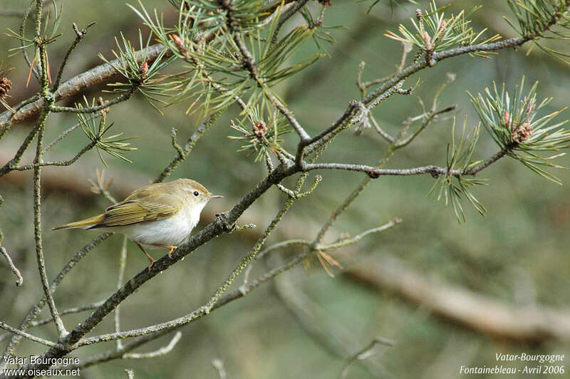 Pouillot de Bonelliadulte, identification